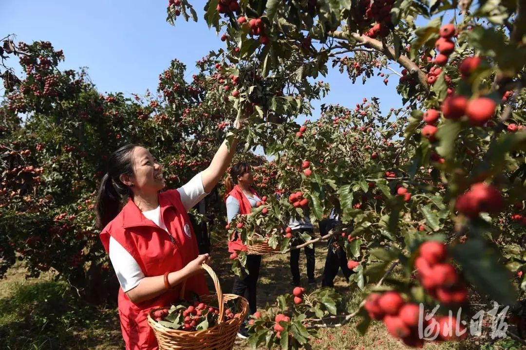 河北清河:山楂丰收采摘忙