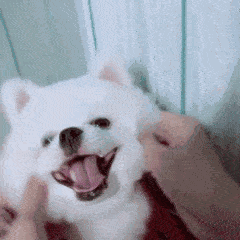 a7916eeffdbb45c3ab730f042a60c12c.gif