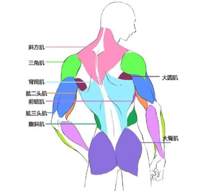 了解一下人体结构的背面肌肉分布,大家仔细的看一下背部的肌肉分布图