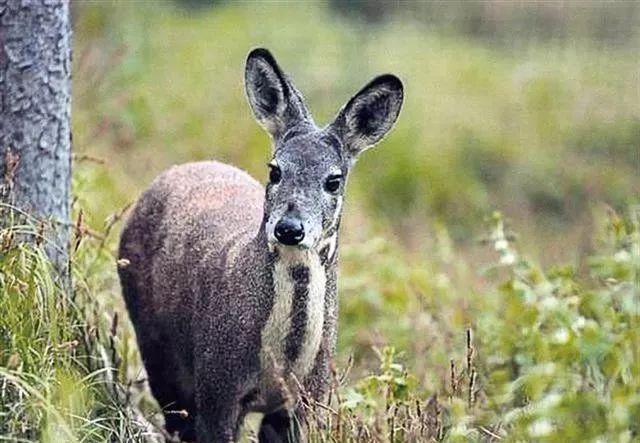 国内首次濒危物种野生安徽原麝在湖北英山被拍到让人惊叹不已