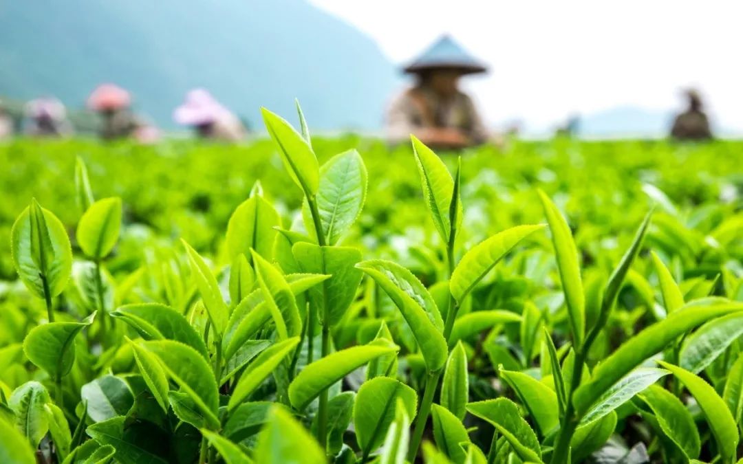 8公里内无污染源,自然环境优越,极适合茶树生长,目前已种植3000多亩英