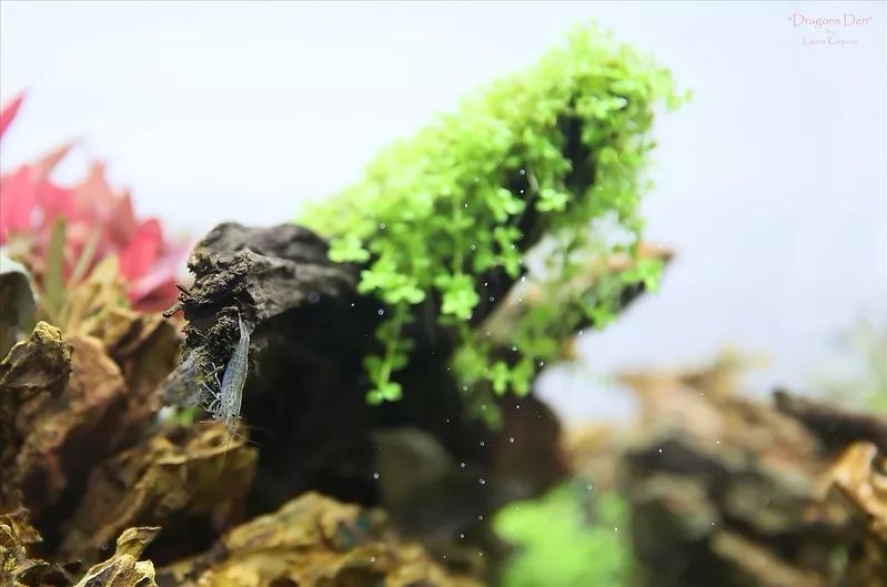 哪种水草适合粘在沉木上 b1677db66a29485ebbab152a9262b907.jpeg
