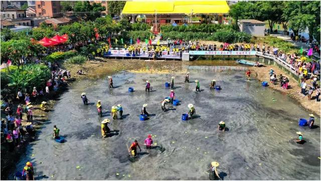 2019年南海区九江镇gdp_南海区九江镇湿地公园