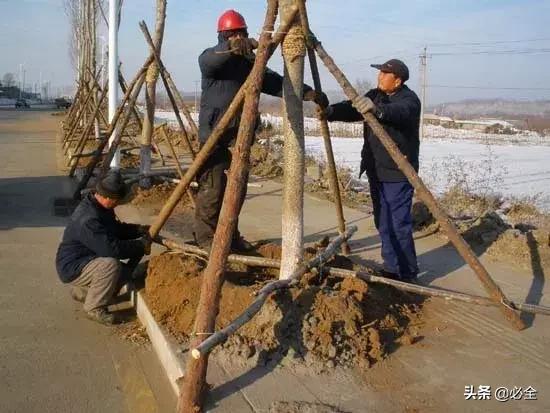 什么季节种植桂花树更好