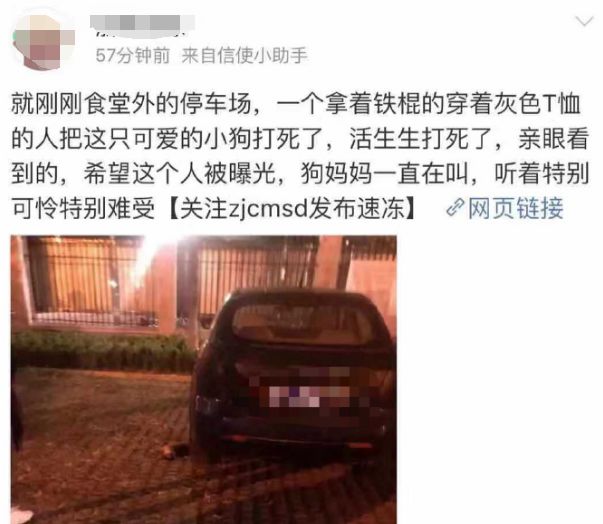 高校内两只流浪小奶狗被人打死，狗妈妈的呜咽声让人心碎