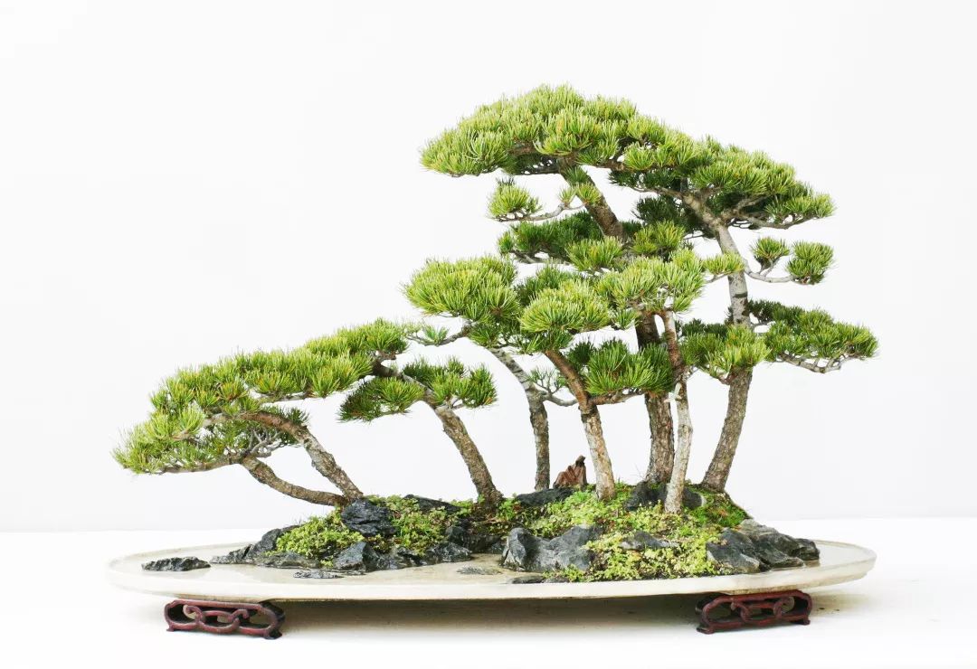 盆景排名_榕树盆景(2)