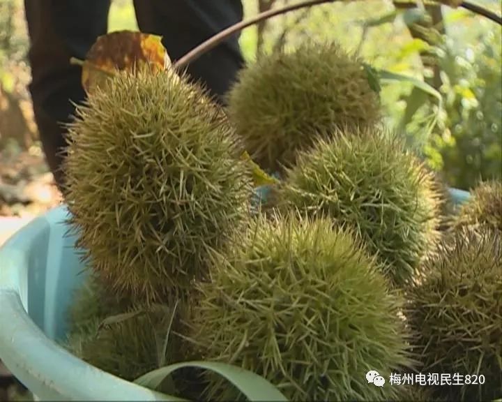 浑身是刺猜成语_浑身是刺的人图片(3)