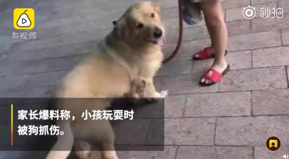 小孩打球被未牵绳大狗追赶 狗主人:它可能只想追球