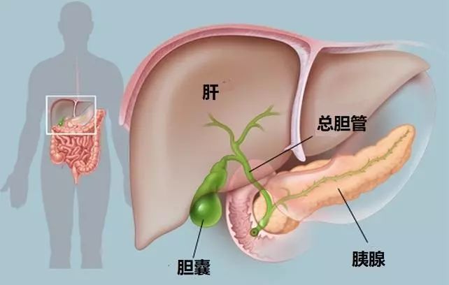 胆摘除的人口_胆摘除照片(2)