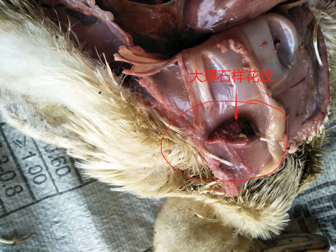 近期病毒性浆膜炎脾坏死等混感高发期,需要注