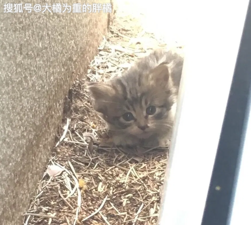 原创母猫搬家时落下小猫,小猫躲在墙缝中不愿出来,女子用计把它逼出