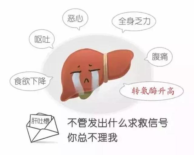肝脏gdp值_肝脏位置