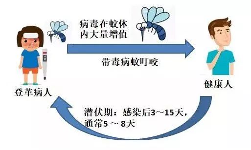 4,登革热的传播途径 人-蚊-人传播,即蚊子叮咬感染登革热病毒的病人