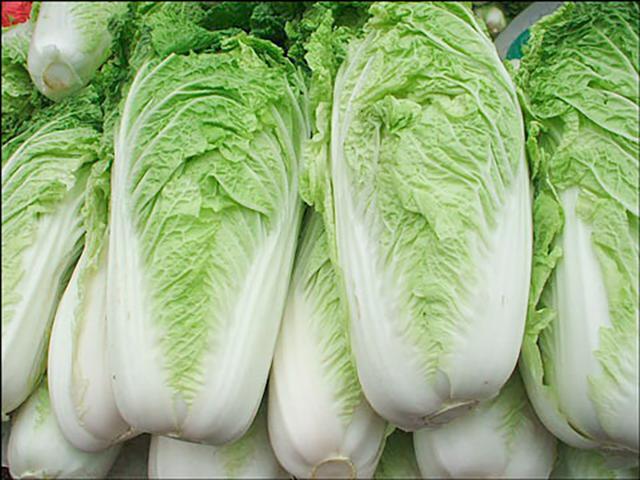 什么虫子吃白菜 fed15919b8f2495fbe9d23cd609e443c.jpeg