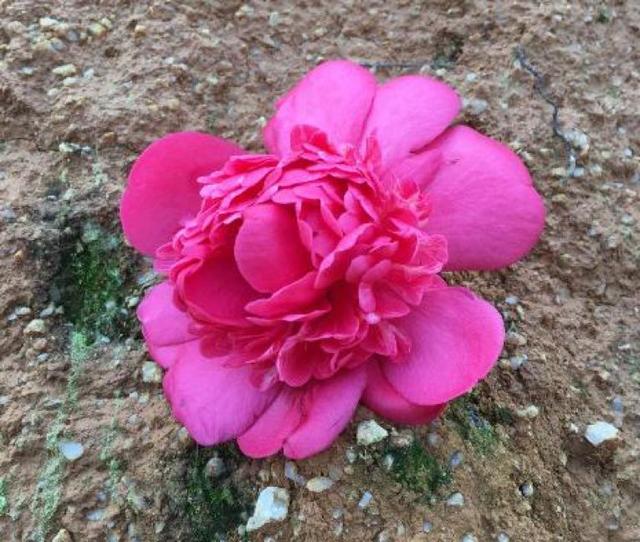 '怀金拖紫'茶花自育新优四季茶花品种.