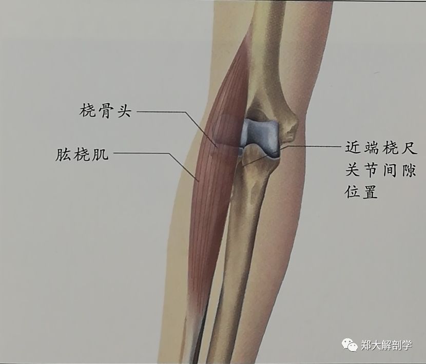 关节间隙的位置--近端桡尺关节