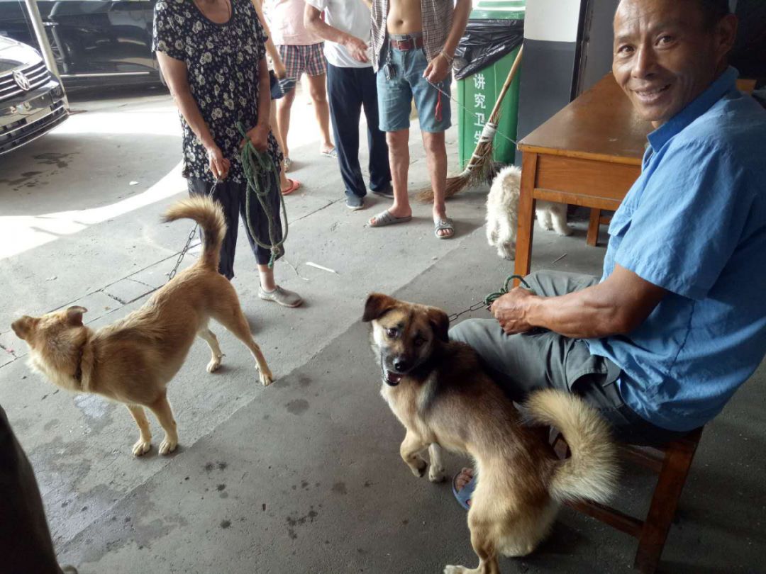 养狗的家庭都往这儿看!疫苗接种开始啦!快带上你的爱犬来打针啦!