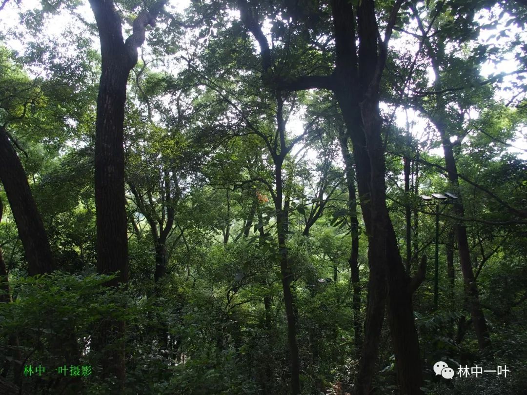 歌曲风含情水含笑