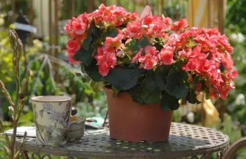 什么花适合室内养开花多 31b7c7abc6b149d69c55296344a271d8.jpeg