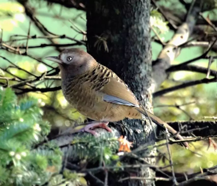 斑背噪鹛 garrulax lunulatus