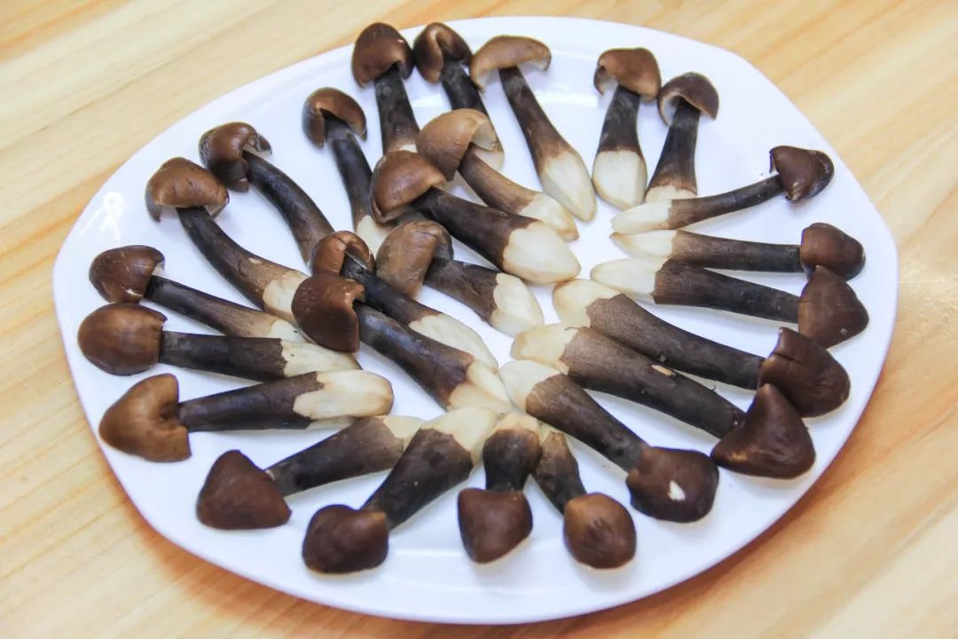 黑皮鸡枞 口感爽脆鲜甜 黑鸡枞具有很高的食用和药用价值,是我国传统