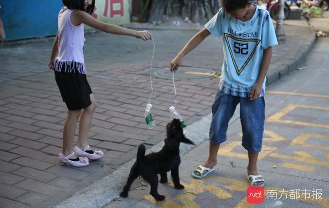 合肥拟禁止16岁以下单独遛狗，超七成受访市民支持：防止狗遛人
