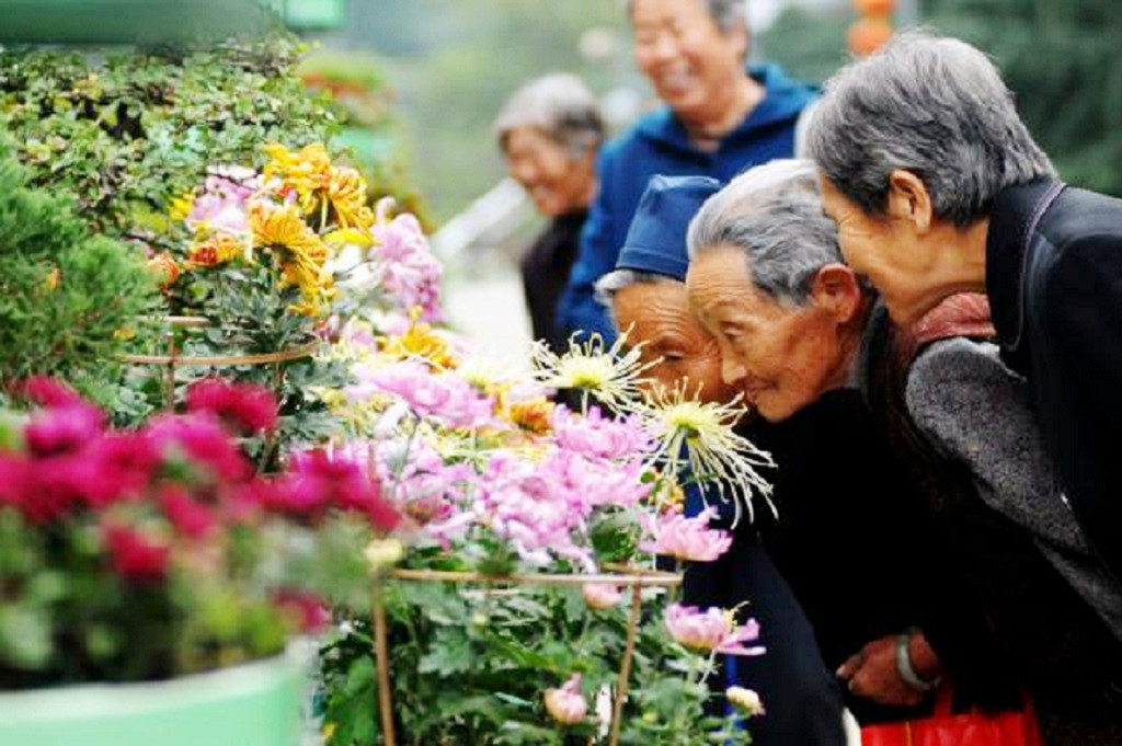 重阳节为什么有赏菊习俗菊花为何是重阳节的重要标志