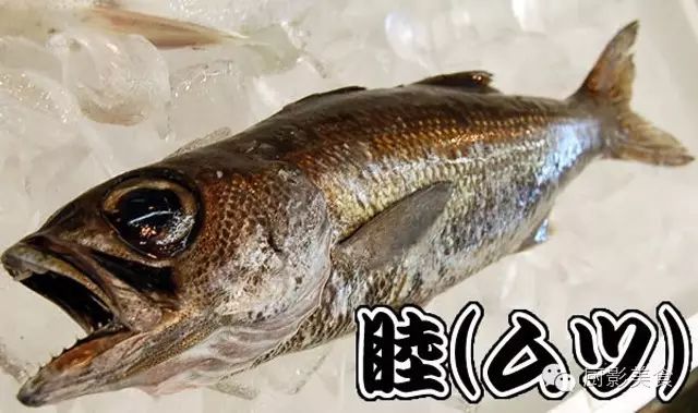 顶级鱼类刺身大全 日本
