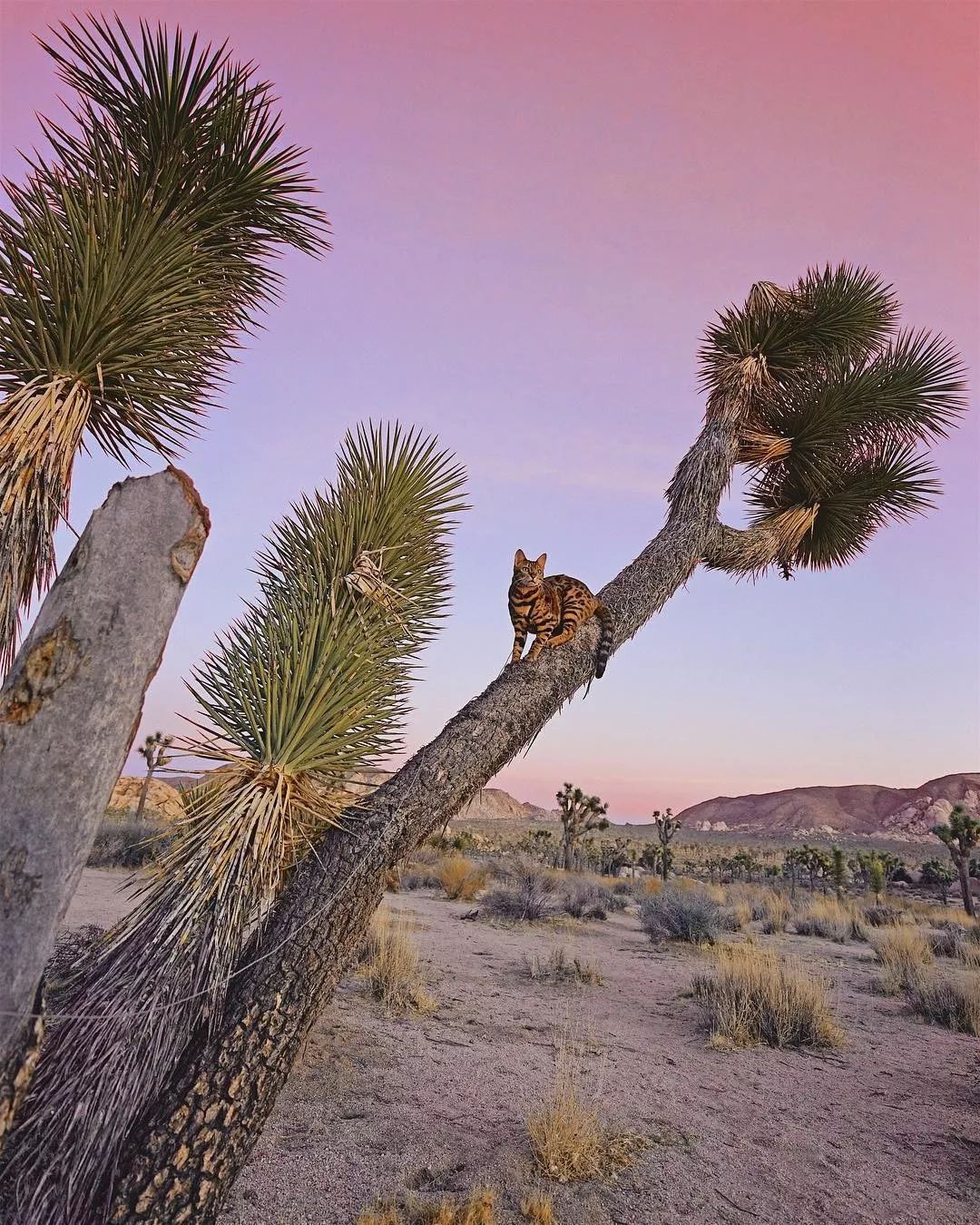 160万人围观猫片,INS另类博主亲身示范:释放天