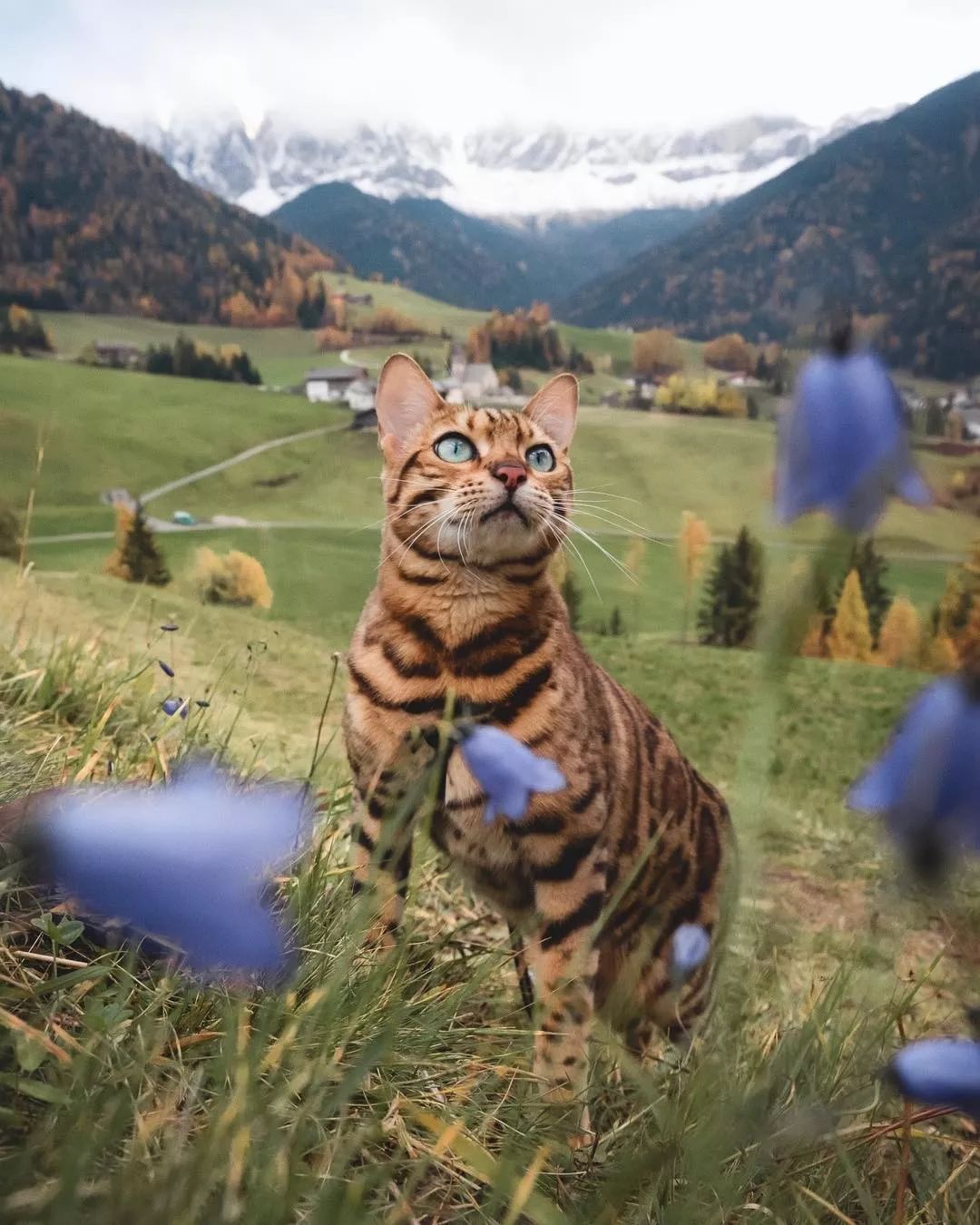 160万人围观猫片,INS另类博主亲身示范:释放天