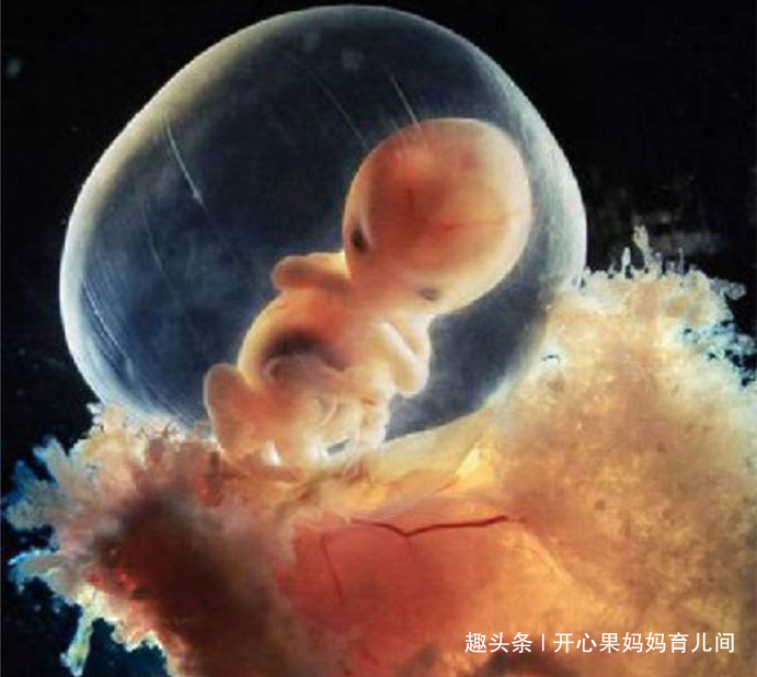 怀孕35天胎儿大小图片,怀孕35周胎儿生下来图 摄影师记录胎儿在子宫内发育的全过程,宝爸:35天的胎宝也太丑了