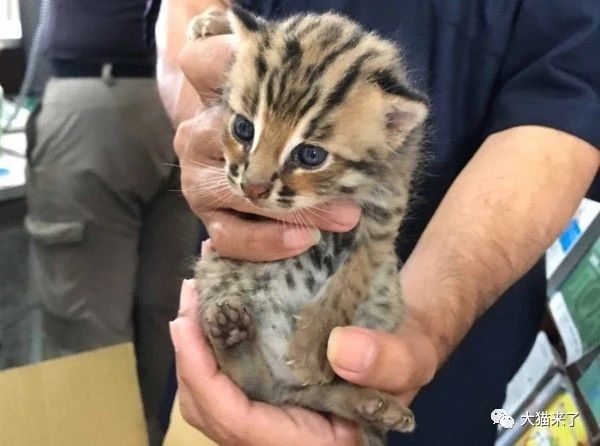 适合家里养的小动物有哪些 b98847be6a594080b73833892dbfdc92.jpeg