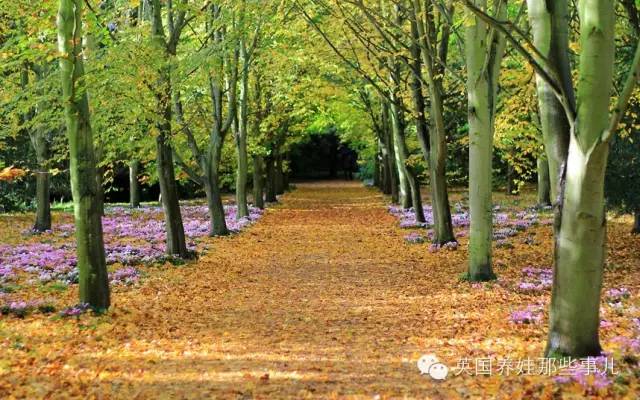 自由的枫叶草 c5094ae4eabe4256bc6c0ed222a8d20d.jpeg