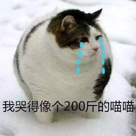 蓝胖子猫能长多少斤 c7c057b92d904aae902e226a668bed86.jpeg