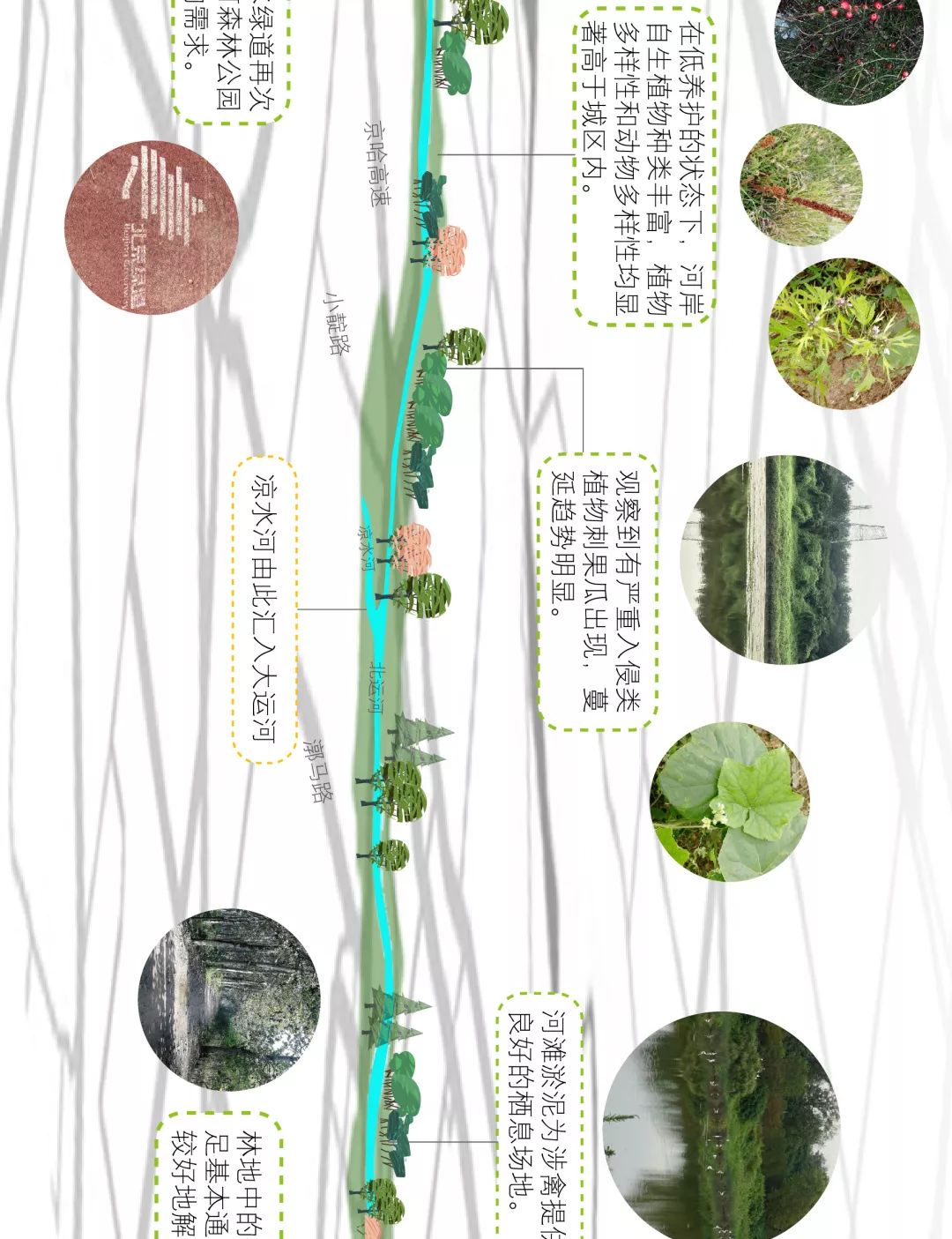 溯流寻芳触摸荒野丨温榆河北运河生态廊道植物景观生态功能考察纪实