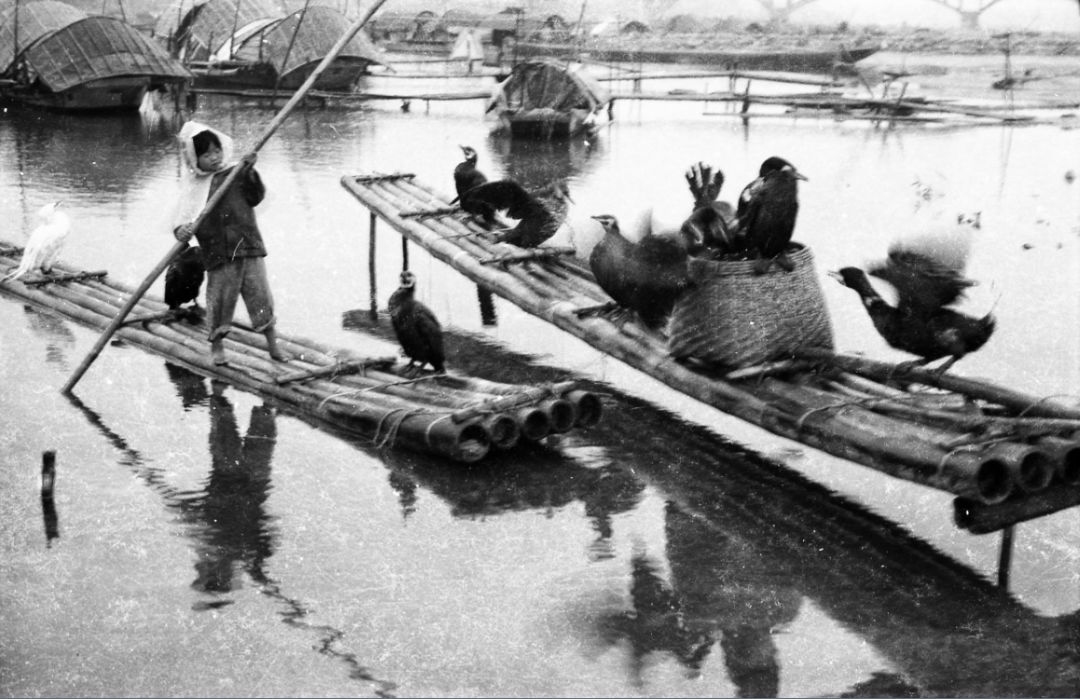横跨43年的影像记录,随杨对荣的镜头看水上人家的生活变迁_珠江