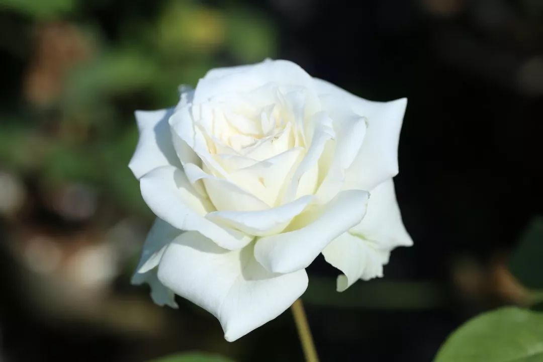 dbc4c12dfc6040efbc449a03cd013185.jpeg
