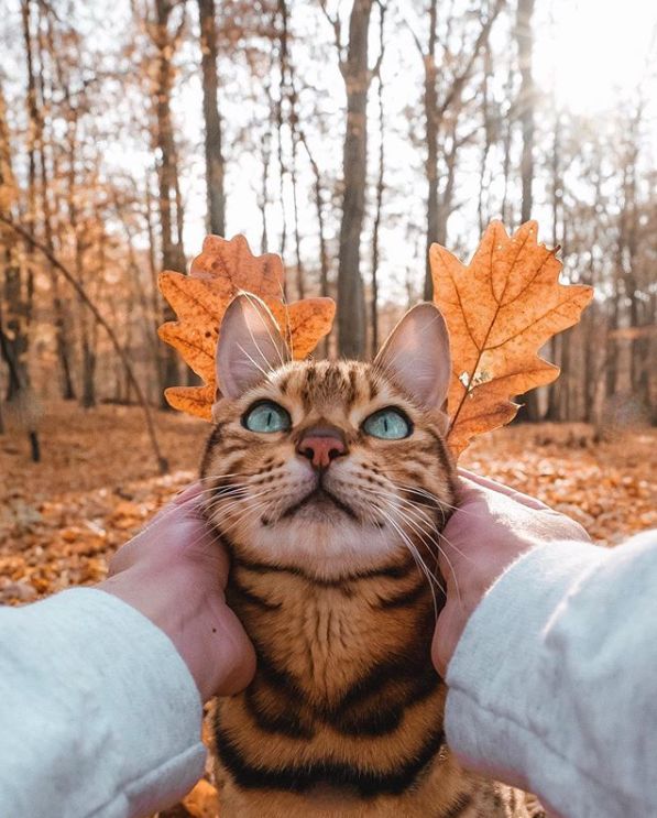 160万人围观猫片,INS另类博主亲身示范:释放天