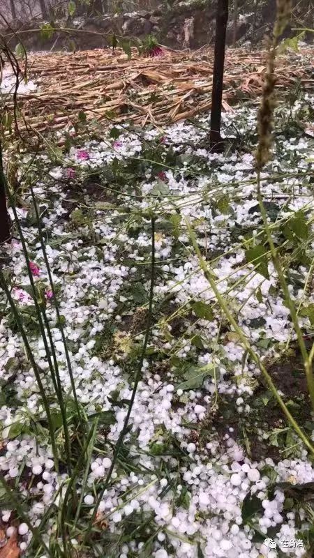 商洛突降冰雹 大雨,鹌鹑蛋大的冰雹白花花落了一