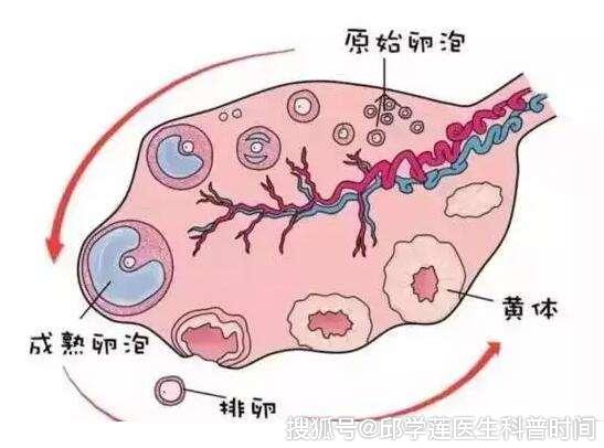 什么时候开始监测卵泡最合适 f462bbee190c45ed88e3399e32638d5f.jpeg