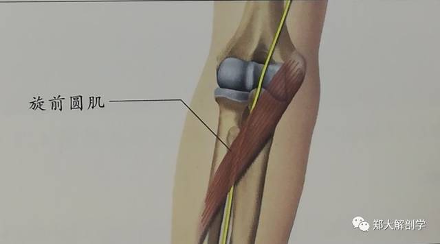 旋前圆肌的位置--前面观沿着被触及的肱肌肌腹远端,治疗师可以触摸到