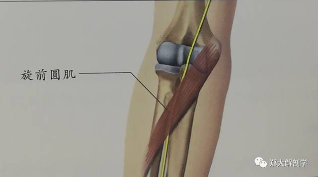 旋前圆肌的位置-前面观沿着被触及的肱肌肌腹远端,治疗师可以触摸到
