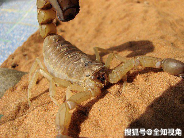 世界上最毒的蝎子有多毒 f8d557d41ec6476da9bd40a6ec27e1af.jpeg