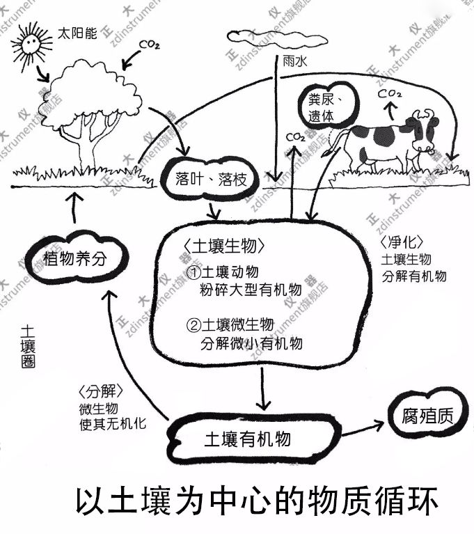 从以前到现在,从现在到未来,陆地上的生物都利用土壤圈的分解功能与