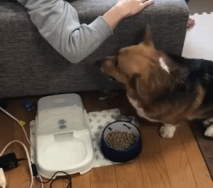 网友说家里的狗“护食”的时候，跟别的狗有点儿不一样