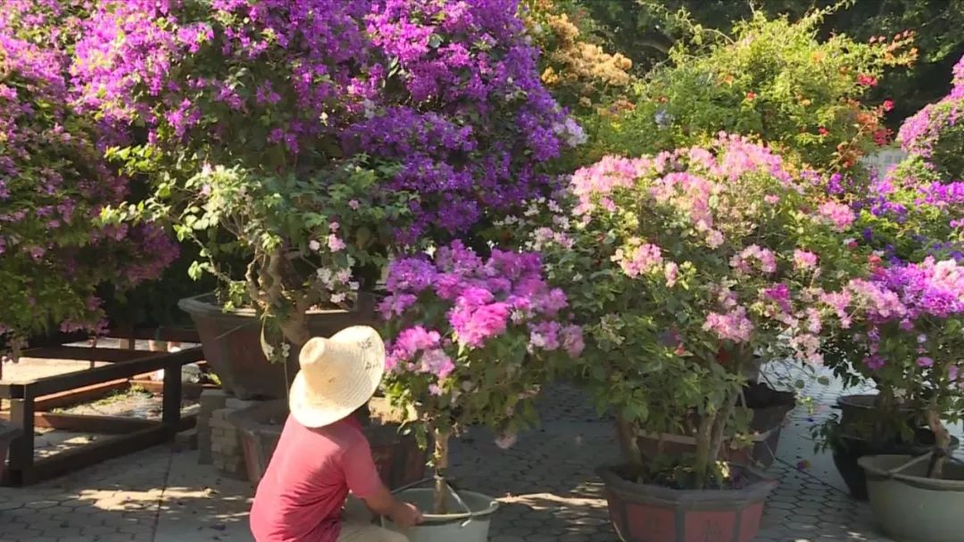 精品三角梅盆景图 2a4714ce24064629a5e92a59f3bc5e8e.jpeg