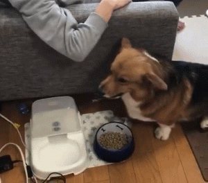 网友说家里的狗“护食”的时候，跟别的狗有点儿不一样
