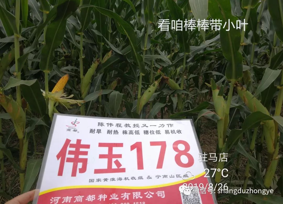 伟玉178为我公司即将推出的一个新品种抗倒性,抗病性等不在