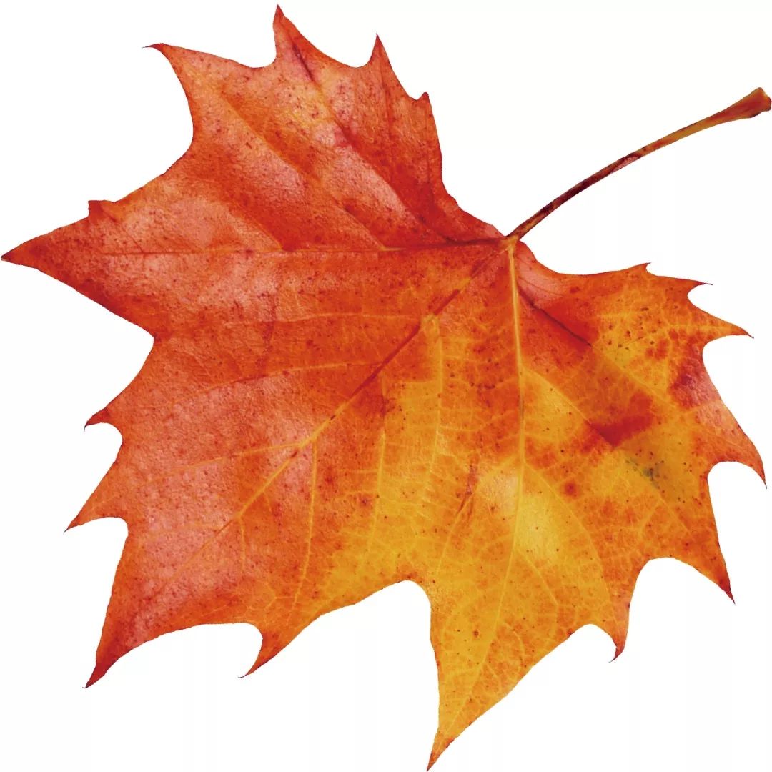 猜成语秋和树叶是什么成语_疯狂猜成语秋和树叶(3)