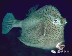 灯笼鱼目 9a83c85a84a343d8be7fa0bcca174059.jpeg